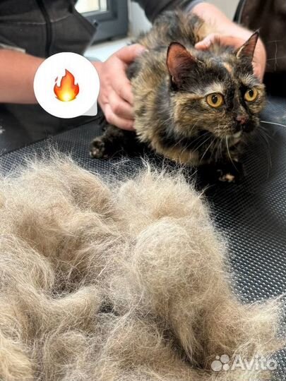 Груминг, чистка зубов