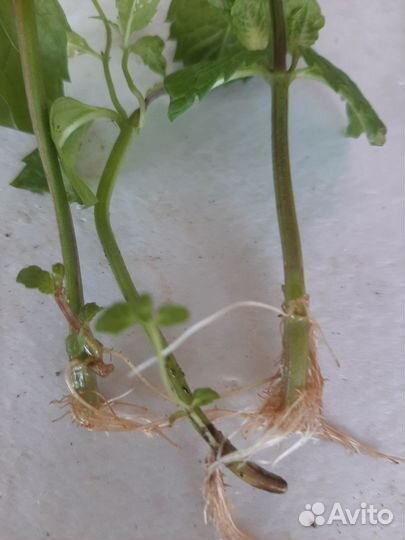 Рассада мяты