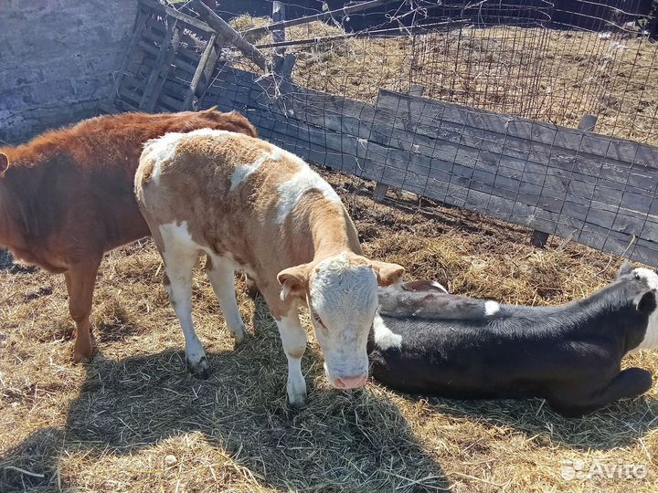 Продажа крс