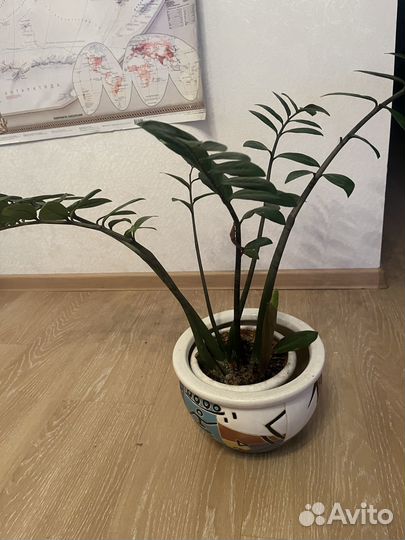 Замиокулькас зензи