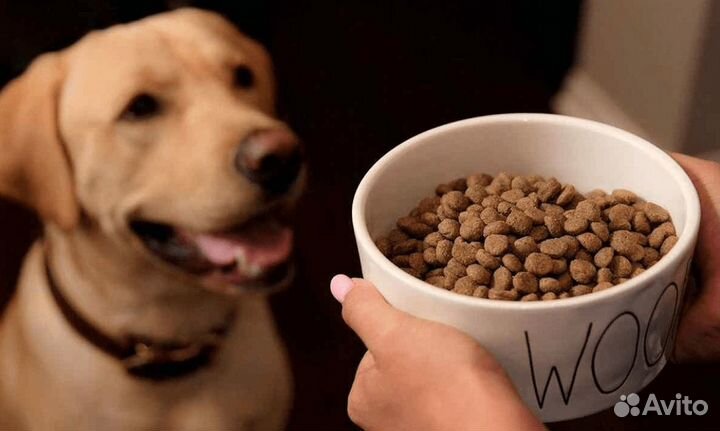 Работа без опыта, укладка корма, для кошек, Вахта