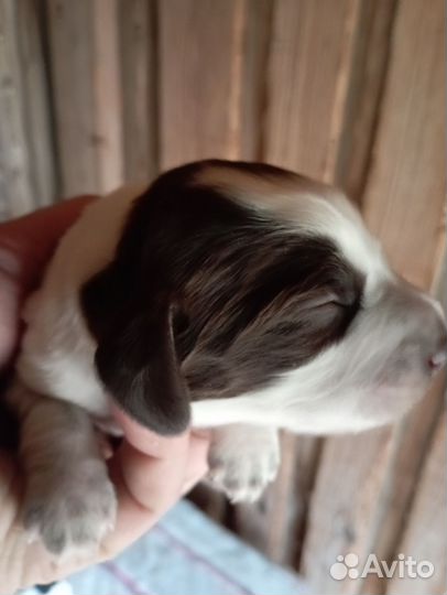 Русский охотничий спаниель