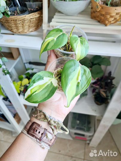 Комнатные цветы