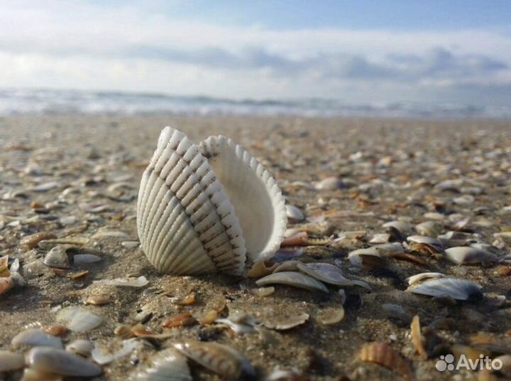 Морская Ракушка Кунарка