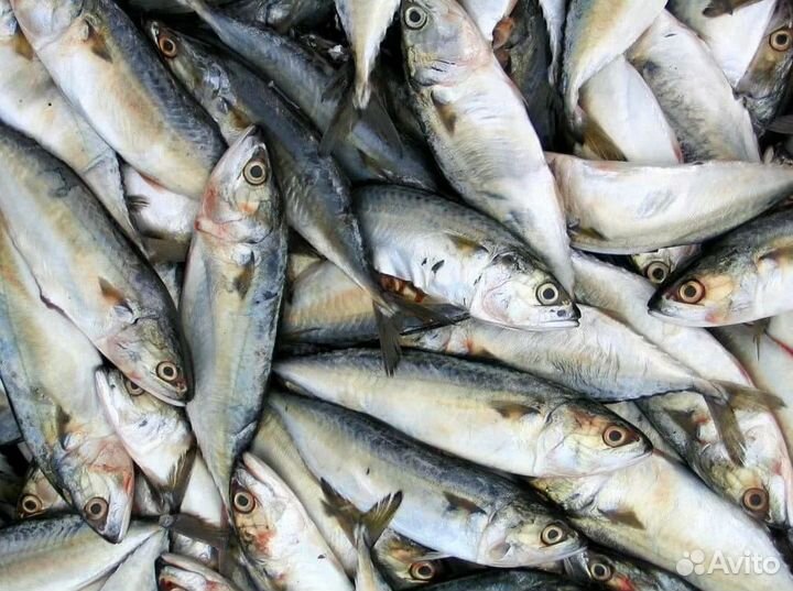 Франшиза: свежая рыба и стиль