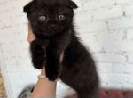 Кошка британская черная вислоухая купить в Михайловке 