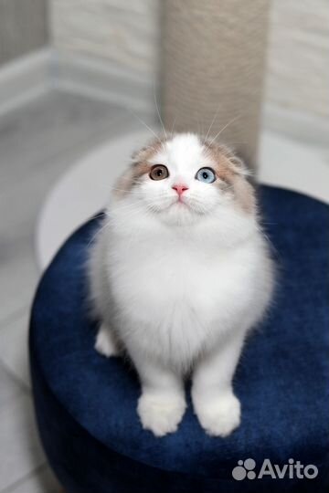 Шотландский вислоухий котенок