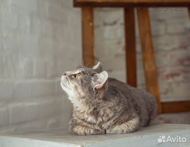 Кошка Офелия и�щет дом объявление продам