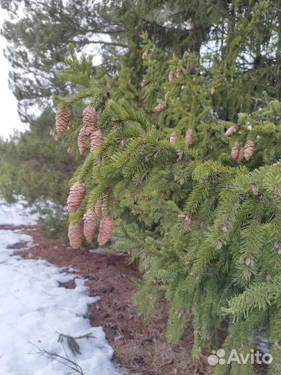 Веники пихта