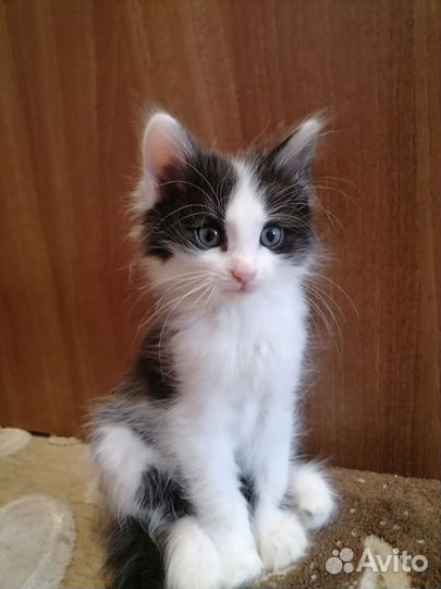 Сибирские котята в добрые руки