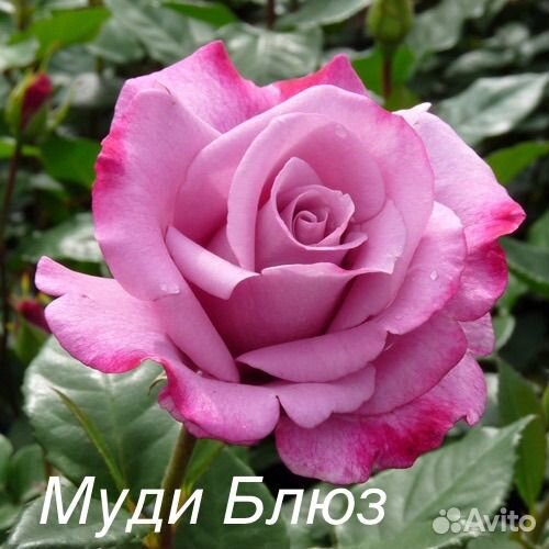 Саженцы роз Академия и другие