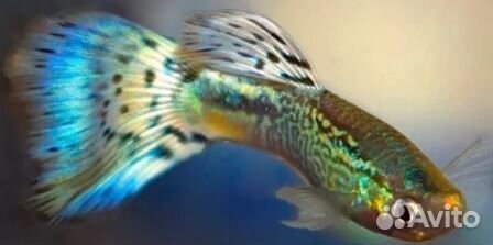 Аквариумные рыбки