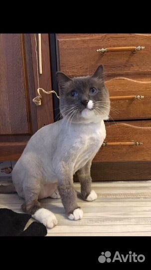 Стрижка кошек