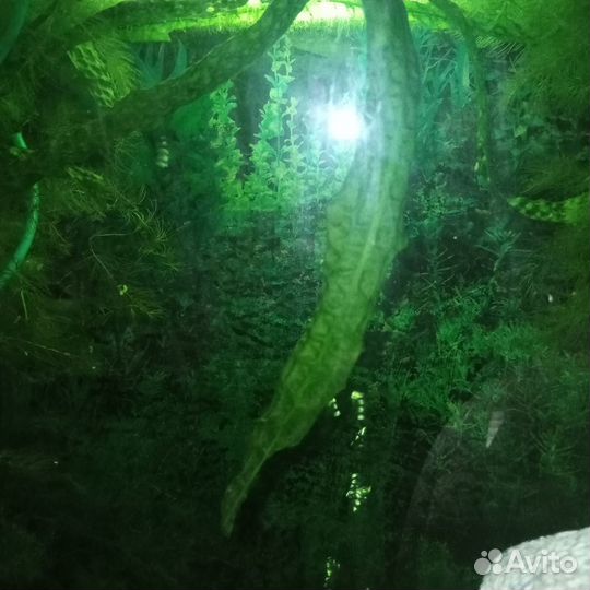 Аквариумные растения