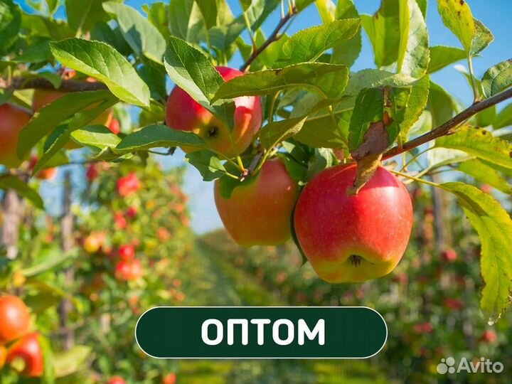 Саженцы плодовых деревьев