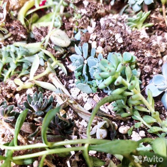 Суккуленты мелочь