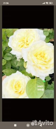 Саженцы роз