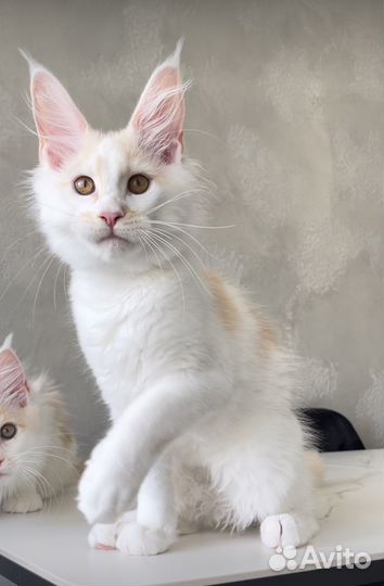 Мейн кун котята