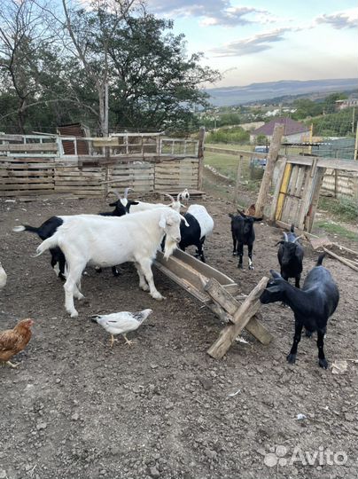 Козы дойные