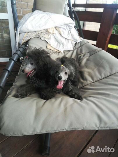 Собаки щенки