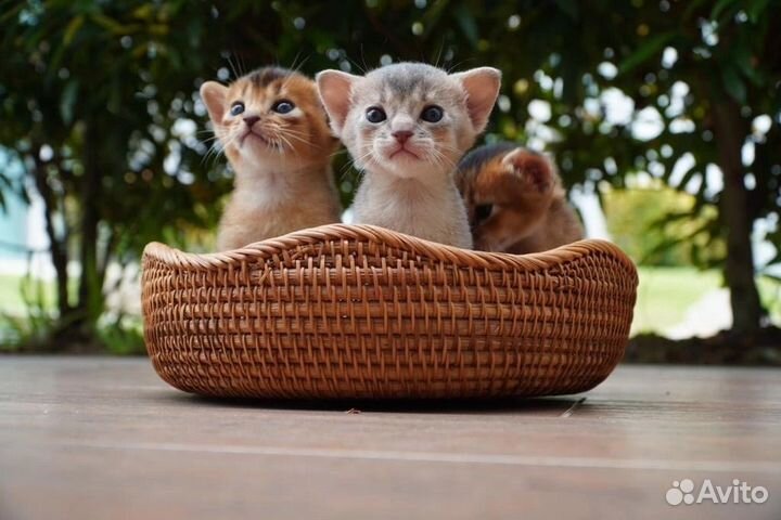 Абиссинский котенок
