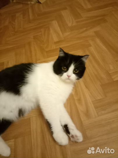 Кошка 2года
