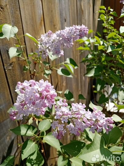 Саженец сирени