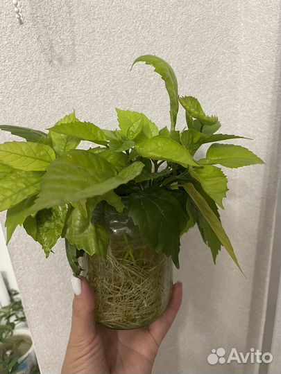 Гибискус китайская роза