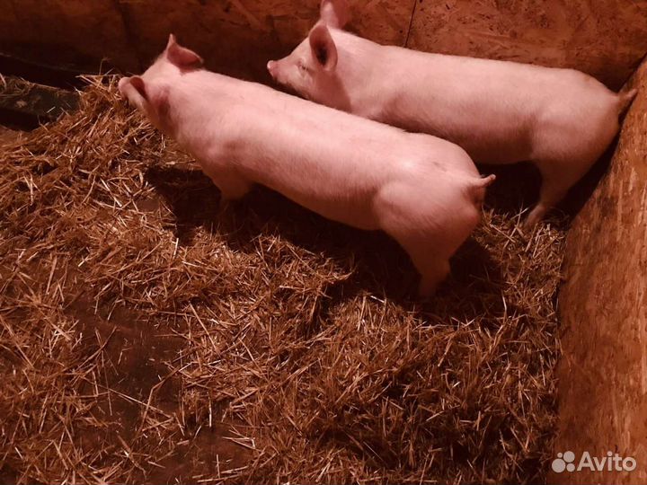 Обмен.Пьетрен. Кантор. кб. Ф2