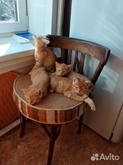 Золотые котята в дар