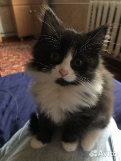 Кошка котенок