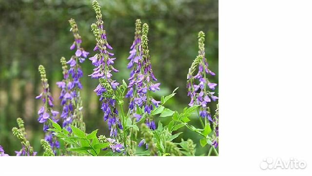 Козлятник Гале (семена)