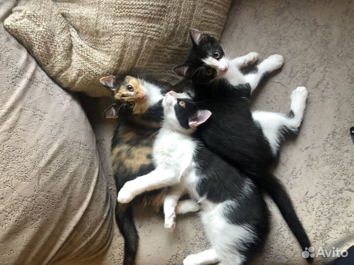 Котята в добрые руки