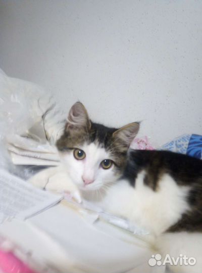 Изумительный котенок