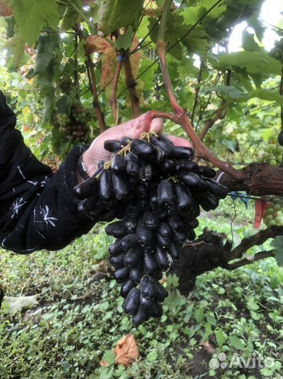 Аватар, Капли Луны