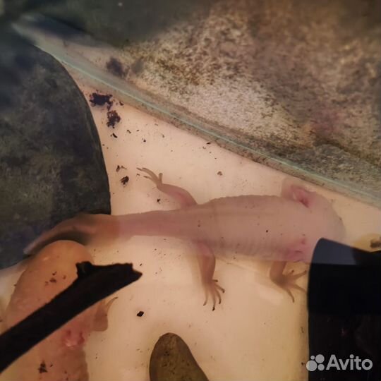 Аксолотль розовый/золотой 1,5 года