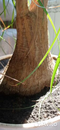 Бокарнея Нолина, возраст 25 лет