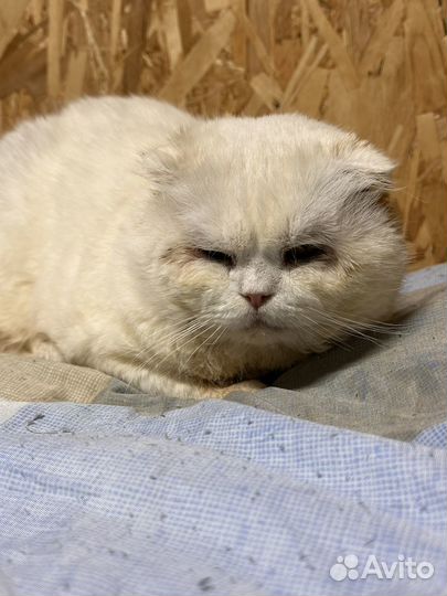 Несчастный котик-жертва разведенцев