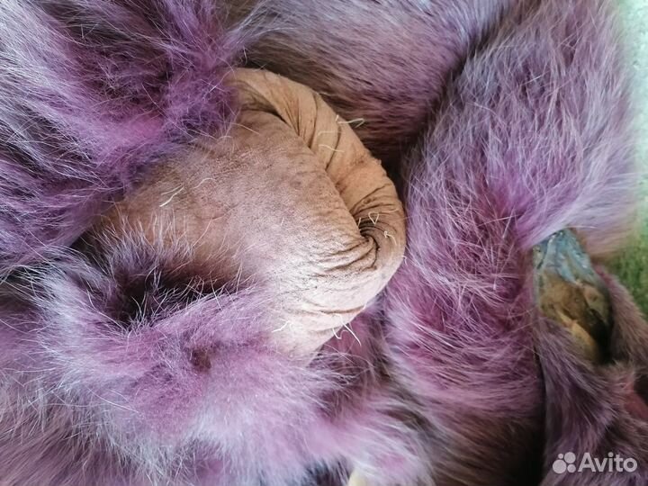 Шкурка песец