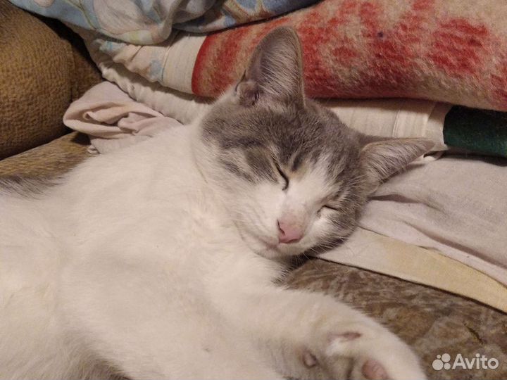 Котенок,5 месяцев