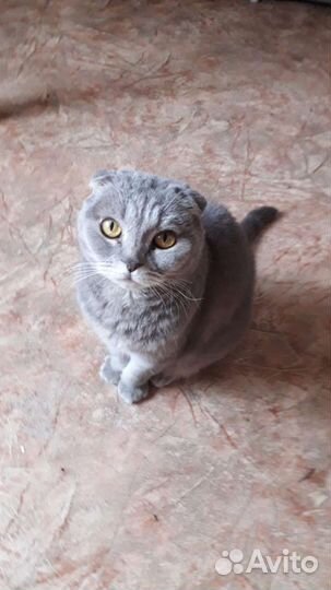 Шотландская вислоухая