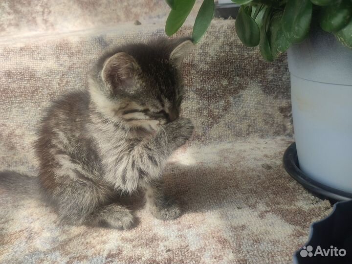 Котёнок 2 месяца