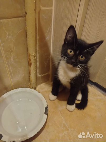 Красавец котик в добрые ручки