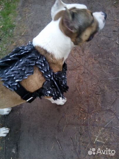 Шлейка кожаная для собаки