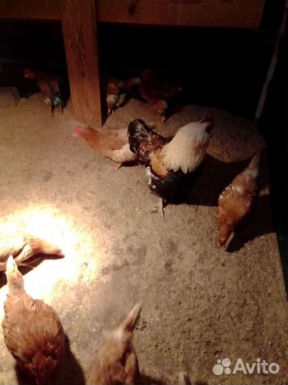 Вет, передержка, все виды животных и птиц