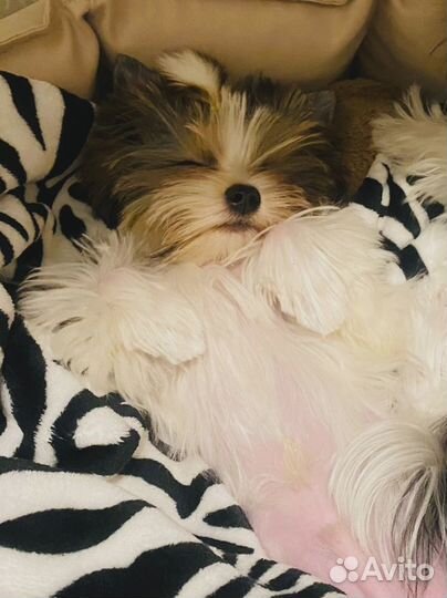 Йоркширский терьер - Бивер