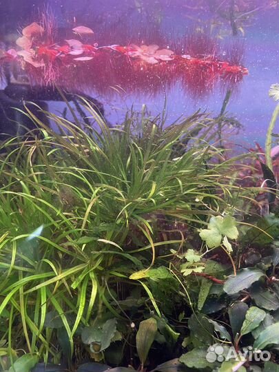 Аквариумные растения: