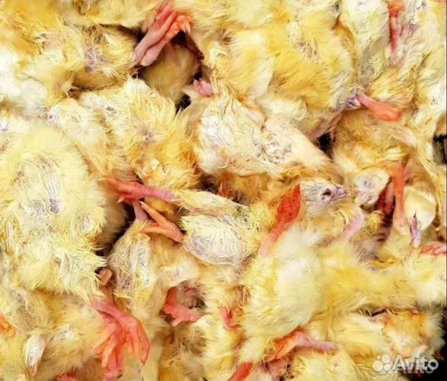Цыплята суточные замороженные в брикетах 5 кг