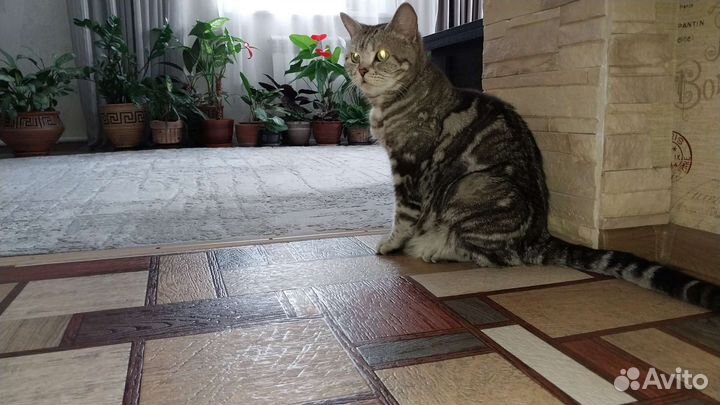 Продаются шотладские мраморные котята