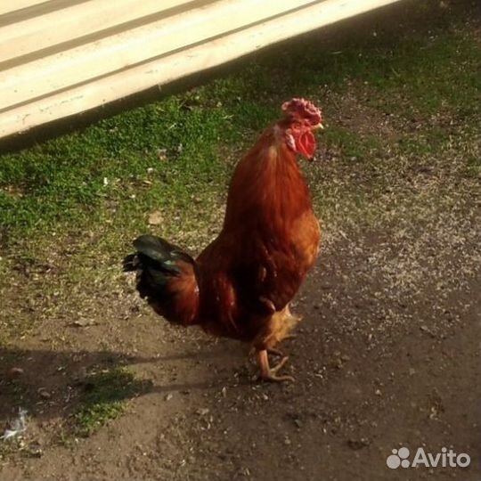 Петухи 10-11 месяцев